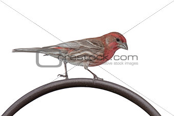 House Finch on a Metal Bar