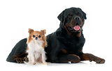 young chihuahua and rottweiler 
