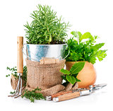 Fresh green herbs with garden tools
