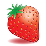 Vector ripe strawberries on a white background
