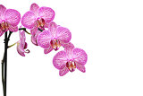 Pink orchid branch isolated on white. Phalaenopsis