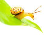 Little snail 