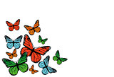 butterflies design 