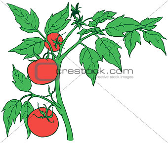 Bush tomatoes
