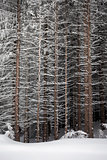 Pine tree trunks covered with snow in winter