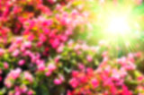 Abstract blurred colorful floral