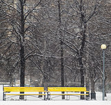 Yellow benches in winter park