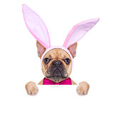bunny easter ears dog 