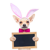 bunny easter ears dog 