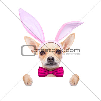 bunny ears dog 