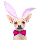 bunny ears dog 