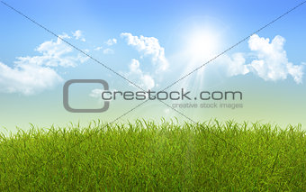 Sunny grass landscape