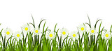 grass and daisies border