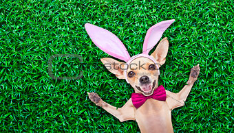 easter egg bunny dog