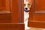 nosy dog at the door
