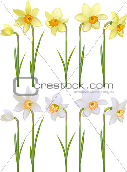 Set with white and yellow realistic daffodils