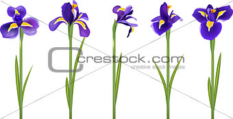 Set with five detailed irises