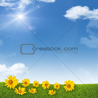 Sunflowers on background of sky, clouds, sun
