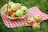  green apples in a basket