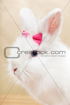 Ready for my closeup - cute bunny portrait