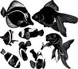 marine aquarium fish