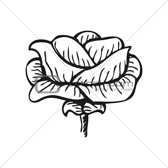 Rose in tattoo style, hand drawn flower