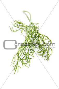 Dill isolated.