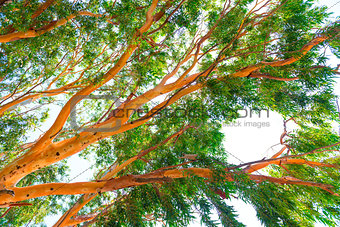 high eucalyptus tree with lush foliage