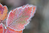 Hoarfrost Leaf