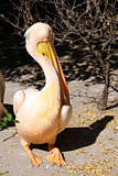 Great pelican (Pelecanus onocrotalus)