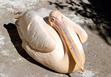 Great pelican (Pelecanus onocrotalus) close