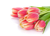 Colorful tulip bouquet with water dew