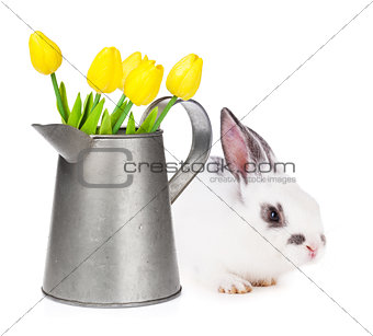 Yellow tulips in watering can and easter rabbit