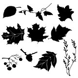 silhouette vector leaves