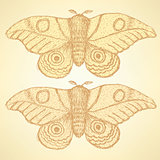 Sketch moth incect in vintage style