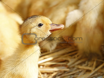One funny yellow duckling