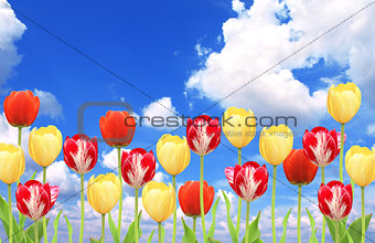 Tulips on blue sky