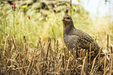 Partridge in the field