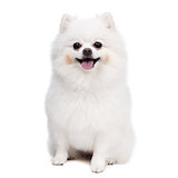 Young Pomeranian smile