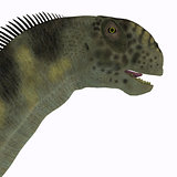 Camarasaurus Head