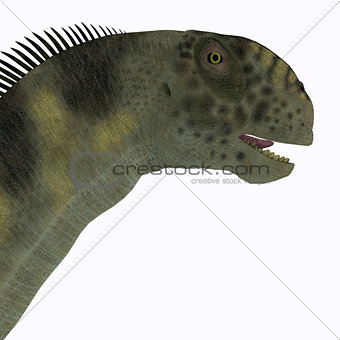Camarasaurus Head