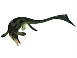 Cymbospondylus Ichthyosaur on White
