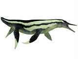 Dolichorhynchops Plesiosaur on White