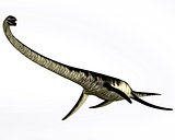Elasmosaurus Reptile on White