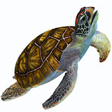 Green Sea Turtle Profile