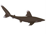Oceanic Whitetip Shark Profile