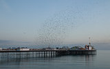 Starling Murmuration over Brighton Pier