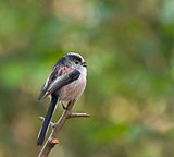 Long-tailed Tit Calling