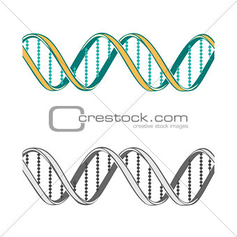 Set of two  DNA symbols on white background