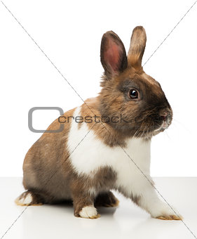 Brown bunny is isolated on white